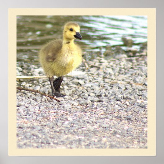 Gosling Foto Poster (Voorkant)