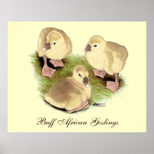 Goslings: Afrikaanse Buff Poster (Voorkant)