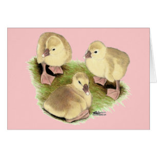Goslings : Buff African