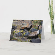 Goslings First Outing Carte de remerciements