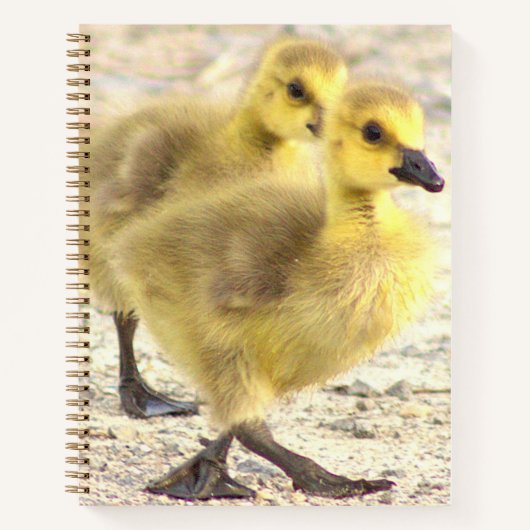 Goslings Foto Notitieboek (Voorkant)