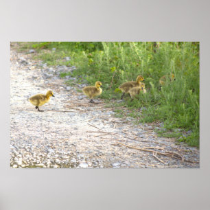 Goslings Foto Poster