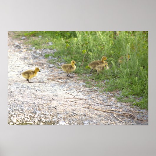 Goslings Foto Poster (Voorkant)
