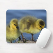 Goslings in de lente muismat (Met muis)
