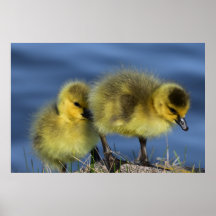 Goslings in de lente