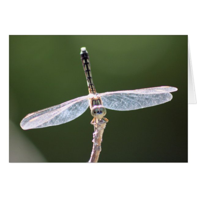 "Gossamer" Dragonfly-fotografie (Voorkant Horizontaal)