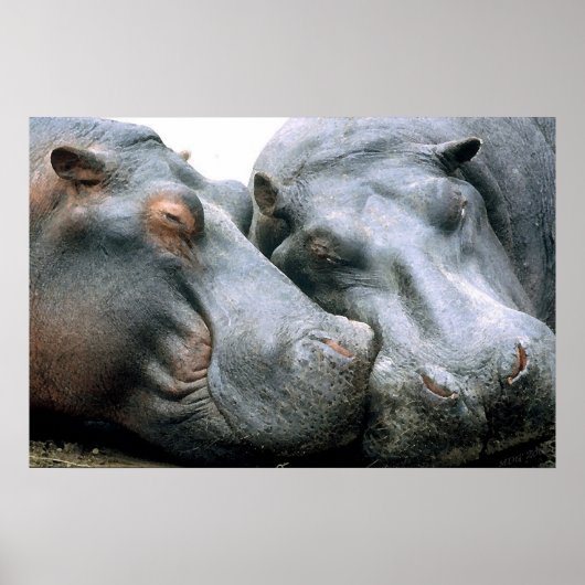 Gossip Hippopotamus Portrait Poster (Voorkant)