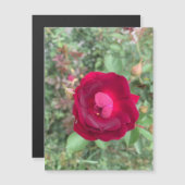 Gossiping Rose Magnet (Devant / Derrière)