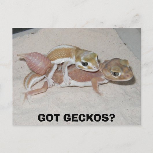 GOT GECKOS? BRIEFKAART (Voorkant)