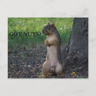 GOT NUTS? BRIEFKAART