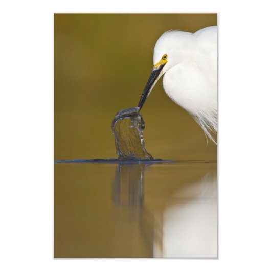 Gotcha Foto Afdruk (Voorkant)