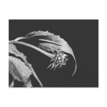 Gothische Verwelkende Bloem Foto Reproductie