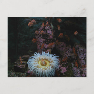 Goud Zee Anemone Briefkaart
