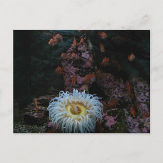 Goud Zee Anemone Briefkaart