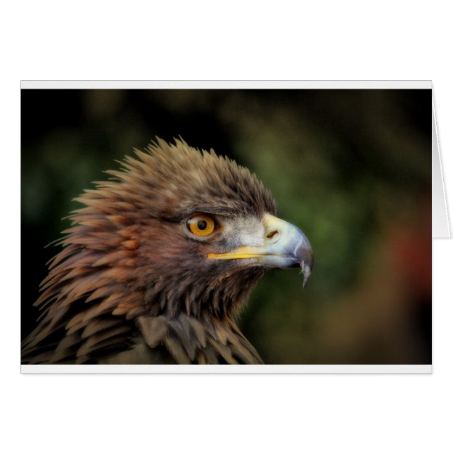 gouden arend (Voorkant Horizontaal)