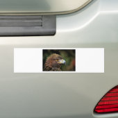 gouden arend bumpersticker (Op auto)