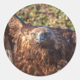 gouden arend ronde sticker