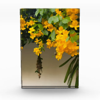 Gouden Bloesem Schoonheid Fotoblokken