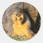 Gouden eekhoorn, ronde sticker (Voorkant)