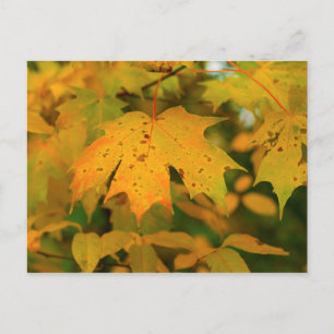 Gouden esdoornblad close-up briefkaart