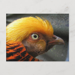 Gouden Fazant Ansichtkaart Briefkaart
