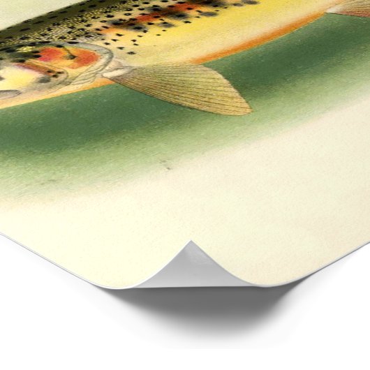  gouden forel poster (Hoek)