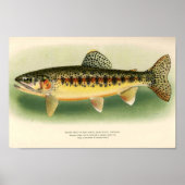 gouden forel poster (Voorkant)