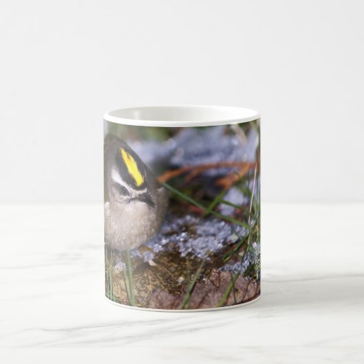 Gouden-gekroonde Kinglet Mokken (Center)