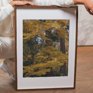 Gouden Gele Japanse Esdoornbladeren Botanisch Foto Afdruk