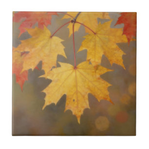 Gouden Herfst Esdorenbladeren Tegeltje
