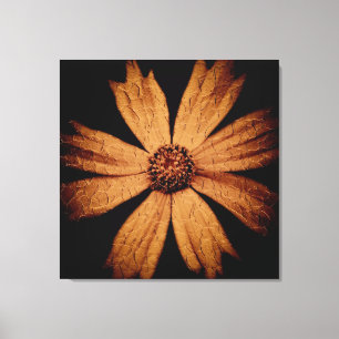 Gouden Kosmos Bloem op Zwart Canvas Afdruk