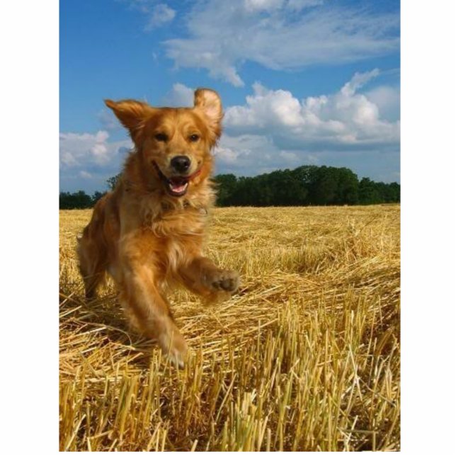 gouden opvrager fotobeeldje ornament (Voorkant)