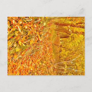 Gouden Pad Briefkaart