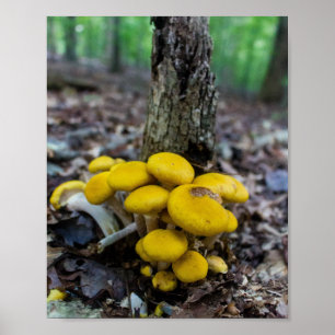 Gouden Paddenstoelen Poster
