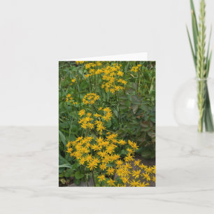 Gouden Ragwort @ Stenton House Museum & Tuin Bedankkaart