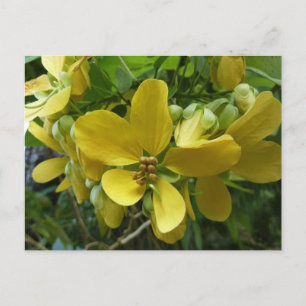 Gouden Regenboom Tropisch Gele Bloemen Briefkaart