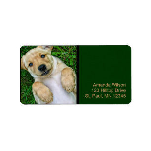 Gouden Retriever Gele Lab Puppy Adreslabels Etiket