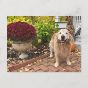 Gouden Retriever Hond en Herfstlandschap Thanksgiv Briefkaart