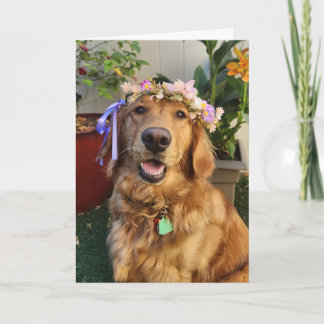 Gouden Retriever lente of alledaagse kaart