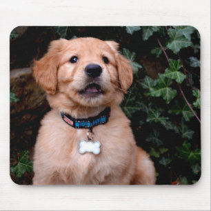 Gouden Retriever Puppy Muismat