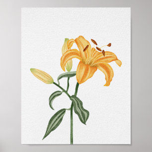 Gouden Sinaasappel Lelie Botanische Aquarel Bloem Poster