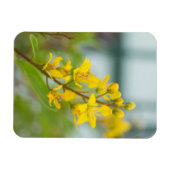 Gouden Thryallis Magneet (Horizontaal)