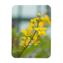 Gouden Thryallis Magneet