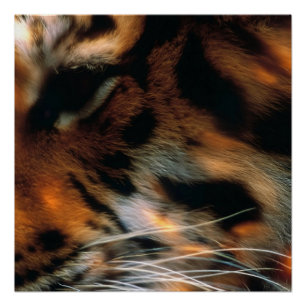Gouden Tijgeroog Close-Up Wilde Dieren Perfect Poster