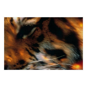Gouden Tijgeroog Close-Up Wilde Dieren Perfect Poster