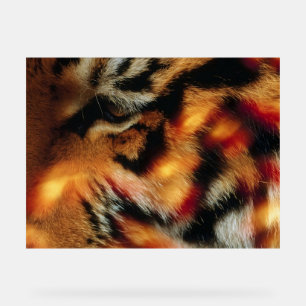 Gouden Tijgeroog Close-Up Wildlife Poster