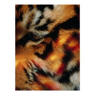 Gouden Tijgeroog Close-Up Wildlife Poster Perfect Poster