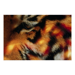 Gouden Tijgeroog Close-Up Wildlife Poster Perfect Poster
