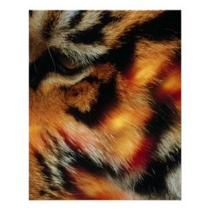Gouden Tijgeroog Close-Up Wildlife Poster Perfect Poster