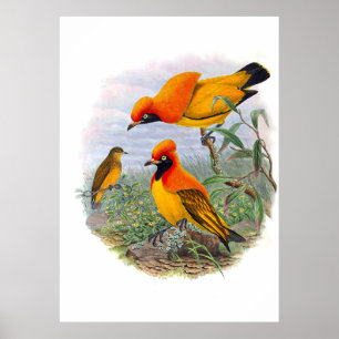 gouden vogel van het paradijs poster